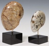 (2) POLISHED AMMONITE SPECIMEN
