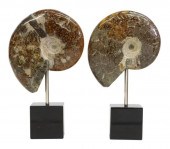 (2) POLISHED AMMONITE SPECIMEN