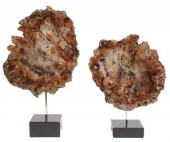 (2) POLISHED PETRIFIED WOOD SP