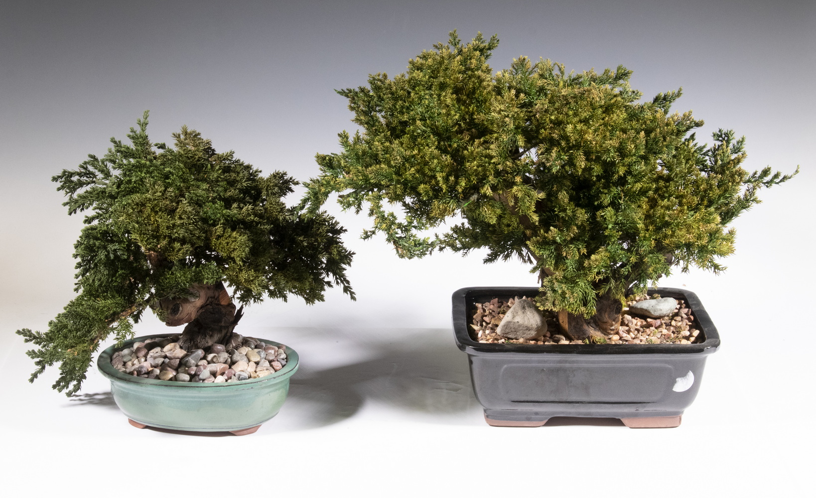 (2) PRESERVED JAPANESE BONSAI TREES