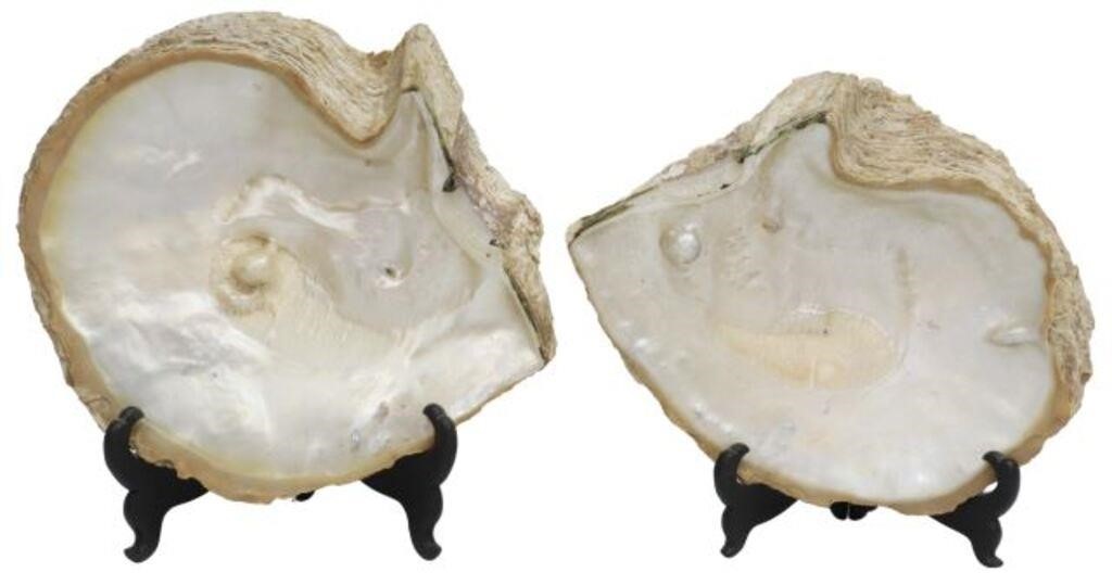 (2) RAW MOTHER-OF-PEARL BLISTER