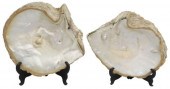 (2) RAW MOTHER-OF-PEARL BLISTE