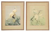 (2) ROGER TORY PETERSON (1908-