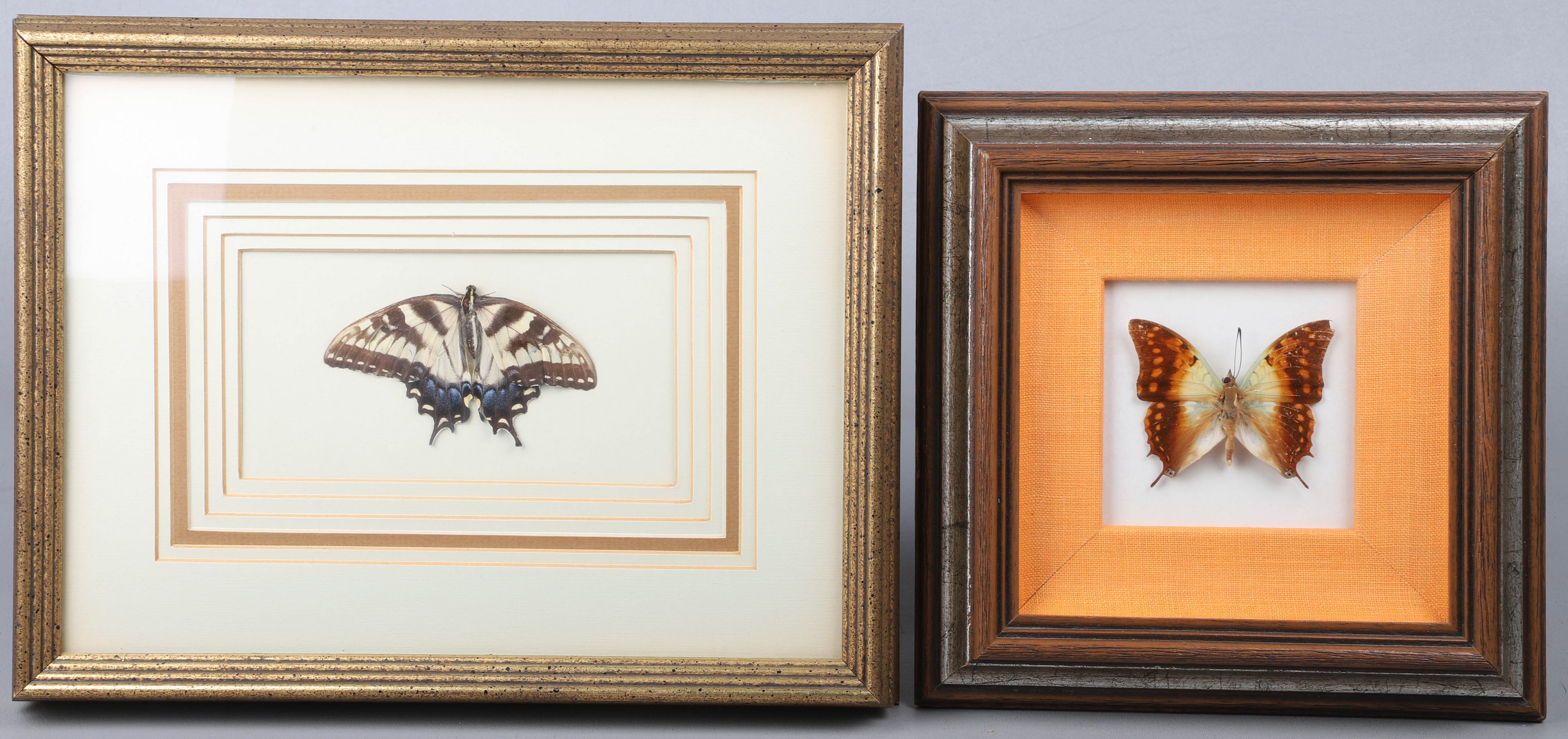 (2) Shadow box mounted butterfly