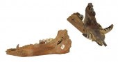 (2) SUS SCROFA PRISCUS (WILD B