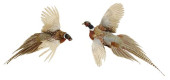 (2) TAXIDERMY WALL MOUNT FLYIN