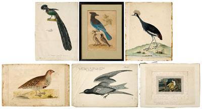 20 bird-related prints: by Johann