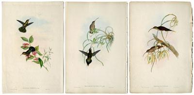 20 Gould and Richter prints: from
