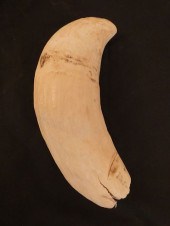 20 OUNCE WHALE TOOTHAntique la