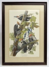 20th c. Audubon print ''Pileat
