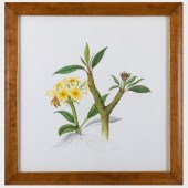 20TH CENTURY SCHOOL: BOTANICAL