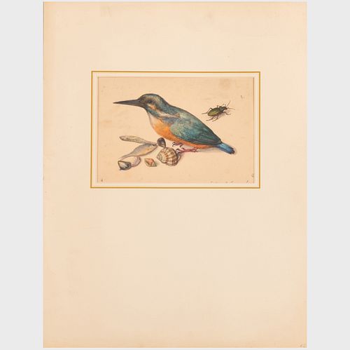 20TH CENTURY SCHOOL: ORNITHOLOGY: