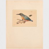 20TH CENTURY SCHOOL: ORNITHOLO