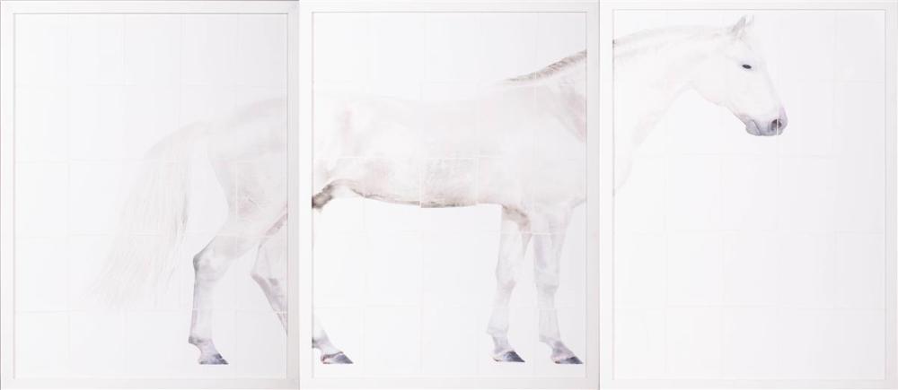 (21ST CENTURY) HORSE PHOTO