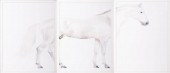(21ST CENTURY) HORSE PHOTO COL