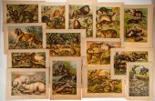 24 UNFRAMED ZOOLOGICAL CHROMOL