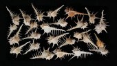 25 BLACK TIPPED MUREX SHELLS F