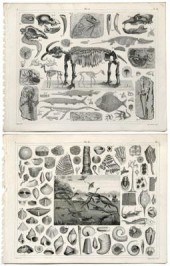 26 Johann Georg Heck engraving