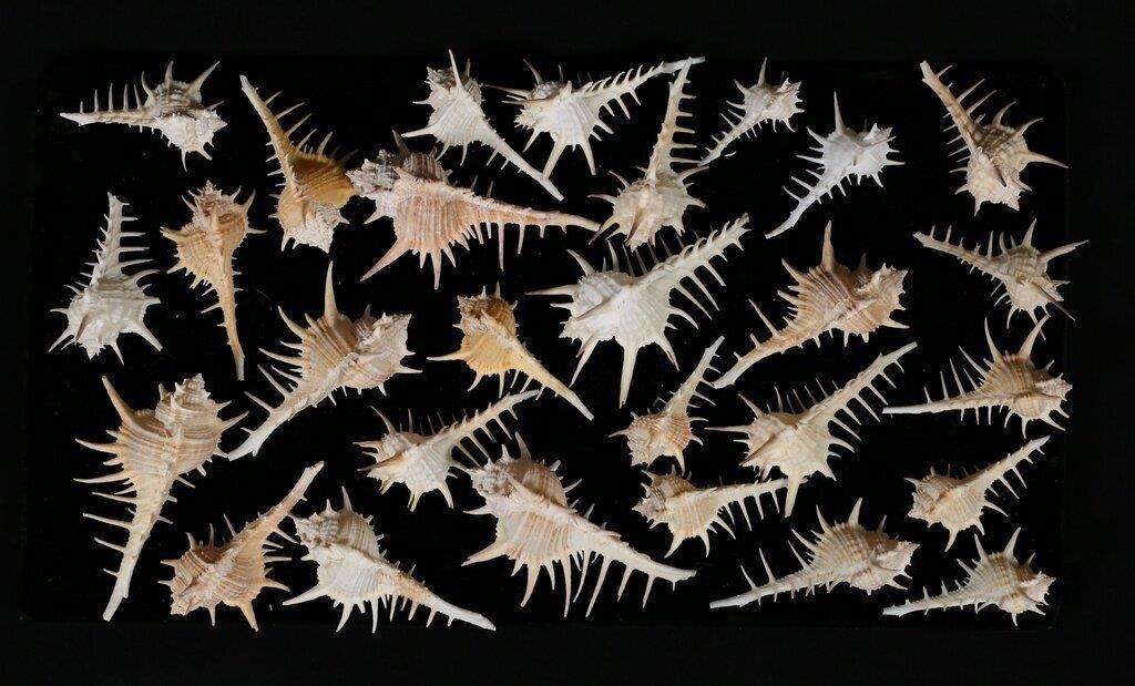 28 BLACK TIPPED MUREX SHELLS FROM