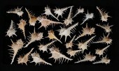 28 BLACK TIPPED MUREX SHELLS F