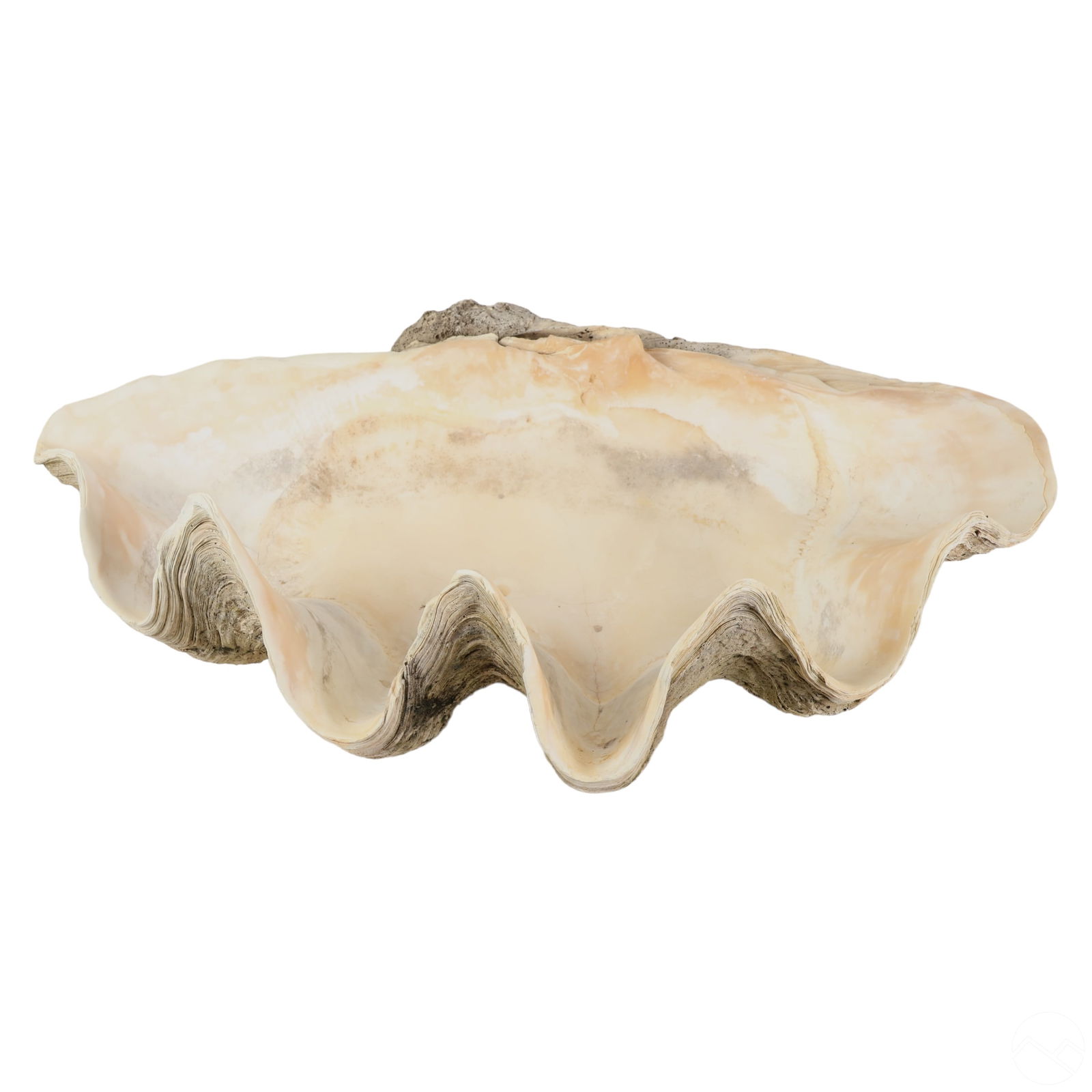 28" MONUMENTAL TRIDACNA GIGAS