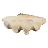 28" MONUMENTAL TRIDACNA GIGAS