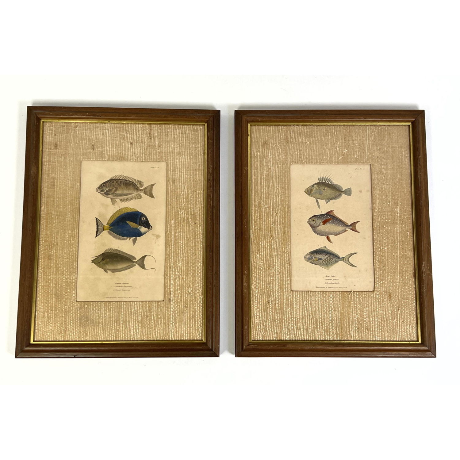 2pc Framed Fish Illustration Book