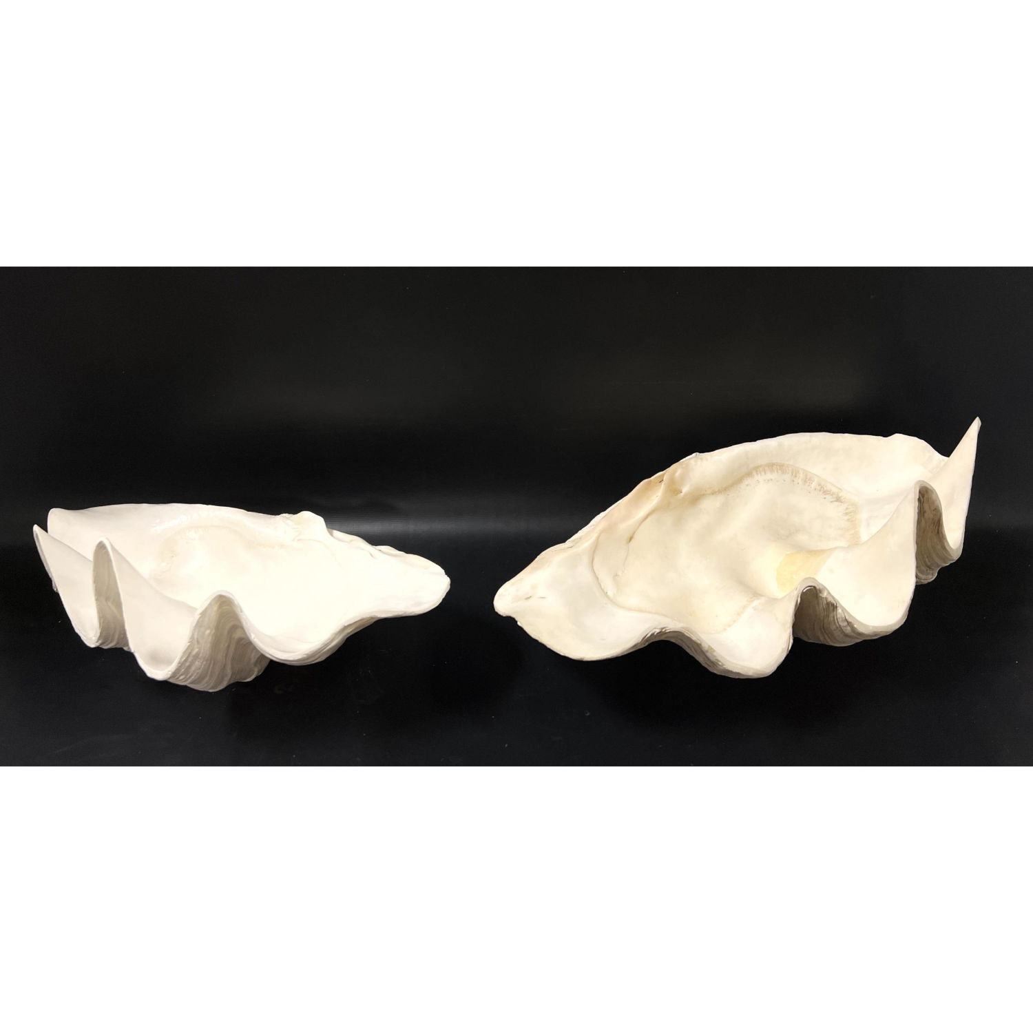2pc Natural Giant Clam Shells.