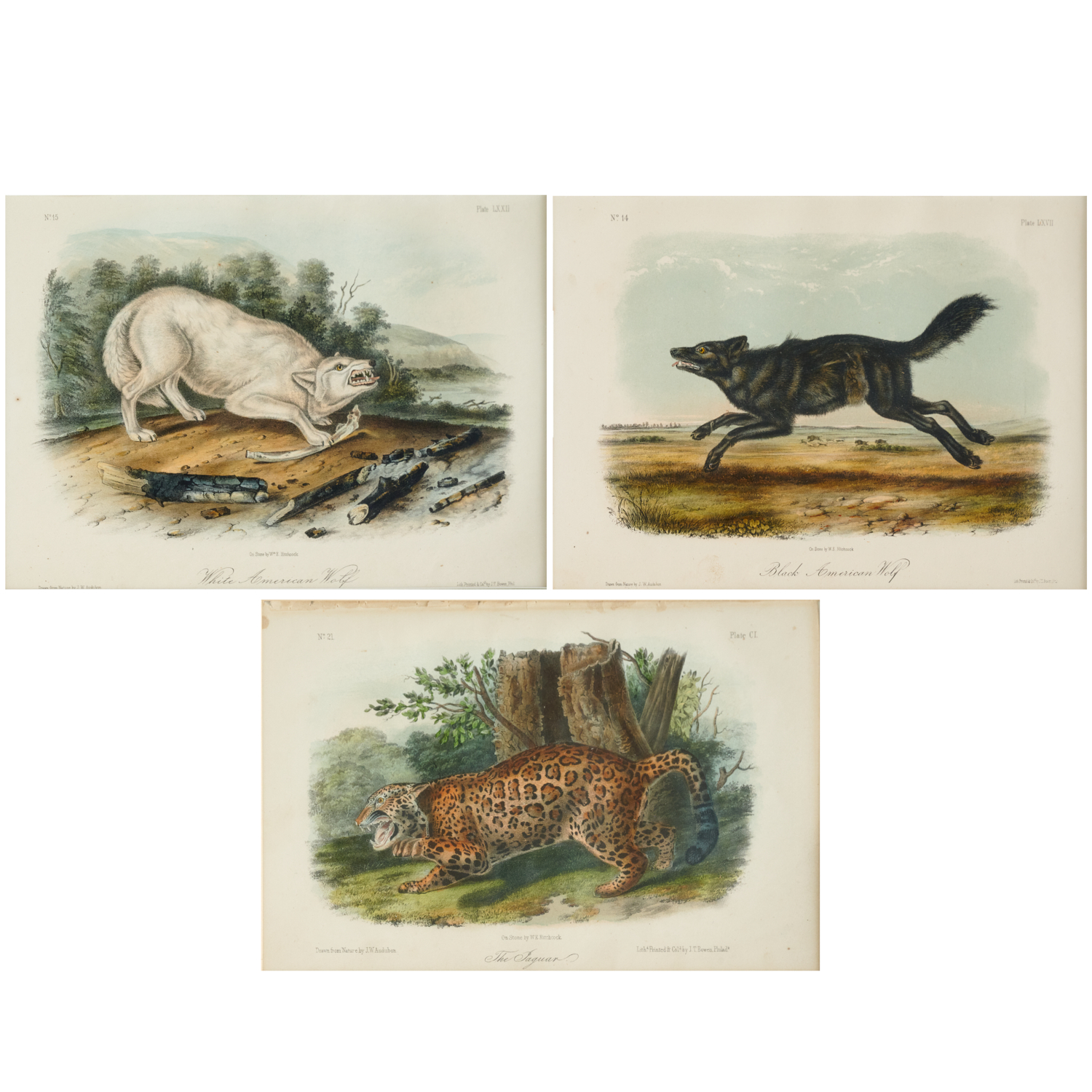 (3) AUDUBON LITHOGRAPHS, QUADRUPEDS