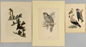 3 BIRD PRINTS, GOULD, AUDUBON