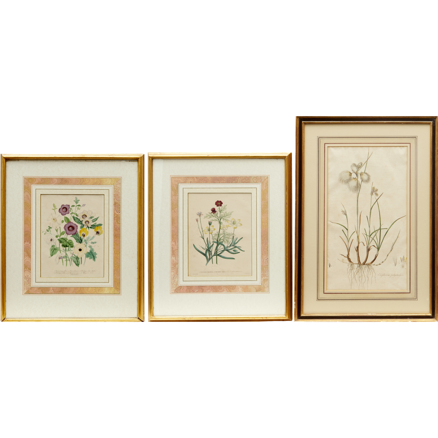 (3) BOTANICAL ENGRAVINGS &