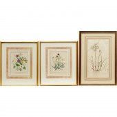 (3) BOTANICAL ENGRAVINGS & LIT
