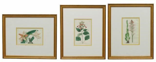 (3) BOTANICAL REGISTER HAND-COLORED
