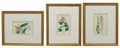 (3) BOTANICAL REGISTER HAND-CO