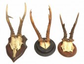 (3) DEER ANTLER TROPHY MOUNTS(