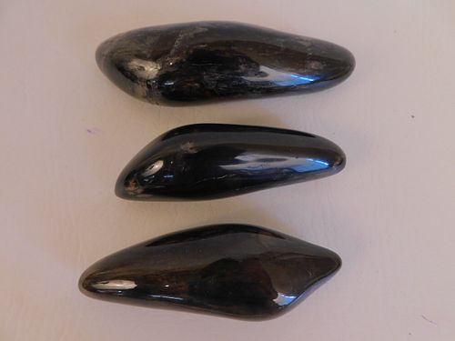 3 FOSSILIZED WHALE TEETH3