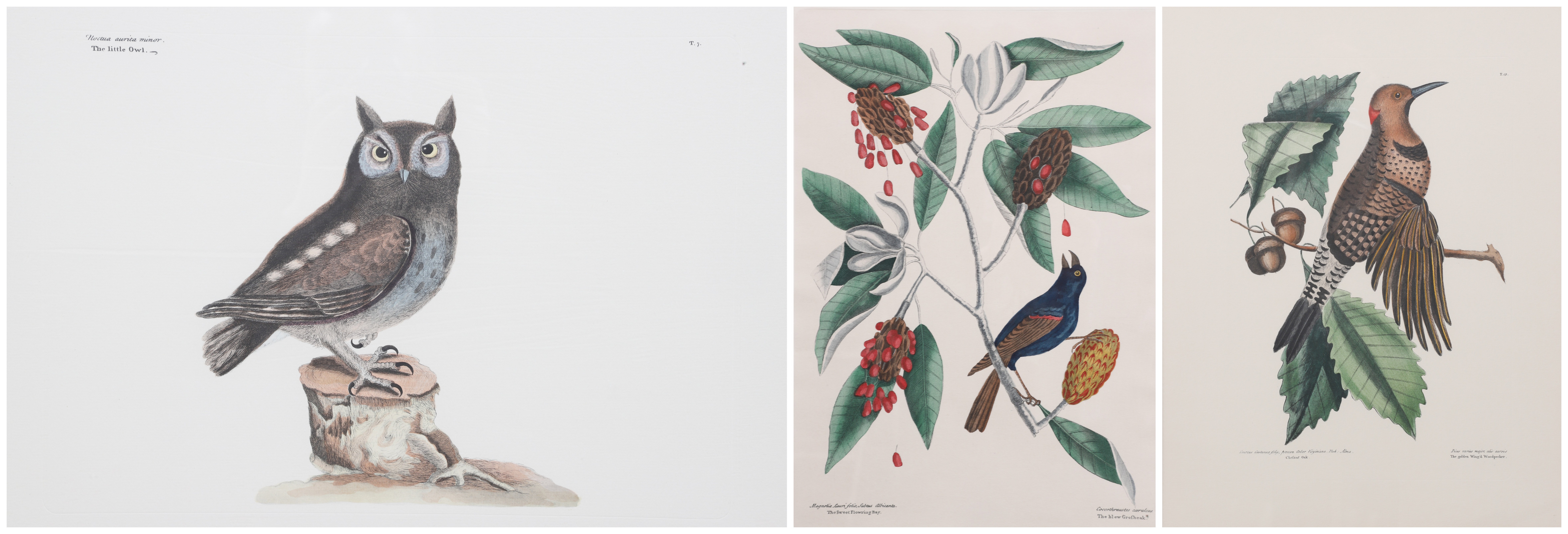 (3) Framed bird prints, one