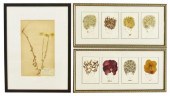 (3) FRAMED BOTANICAL PRESSED F