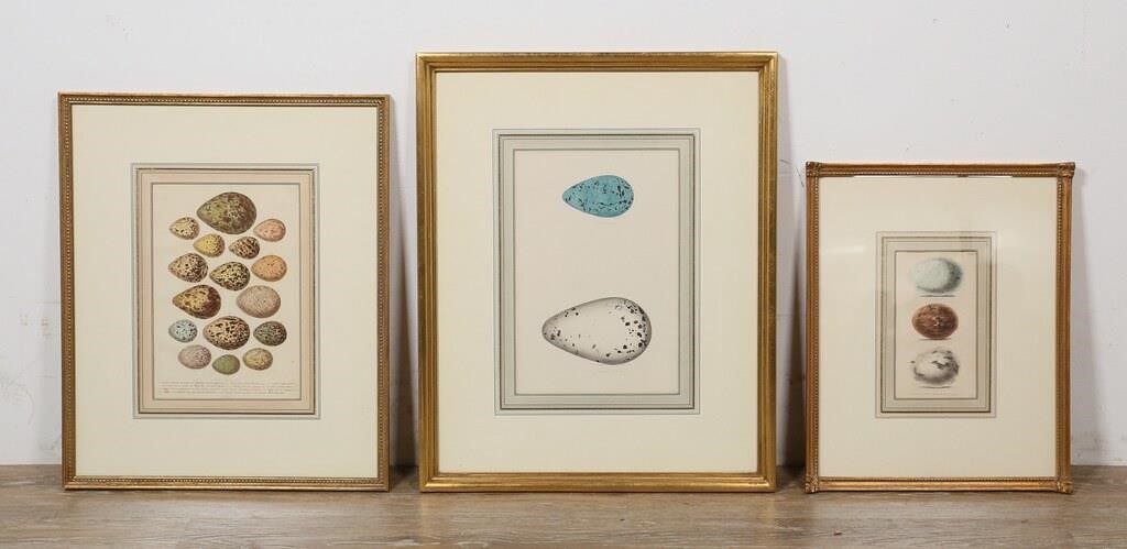 3 FRAMED PRINTS OF BIRD EGGS16 eggs