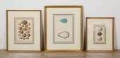 3 FRAMED PRINTS OF BIRD EGGS16