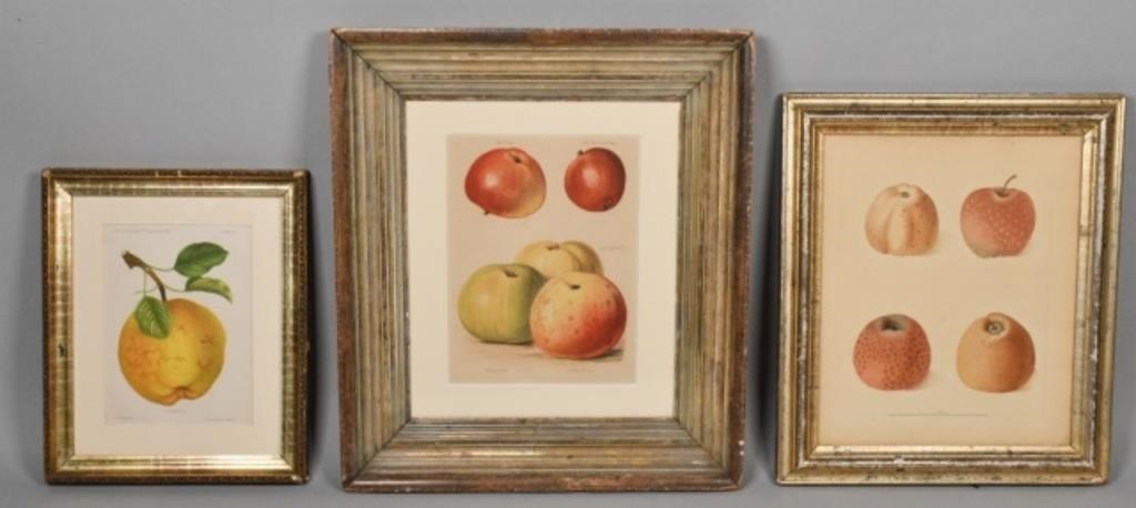 3 FRUIT ENGRAVINGS3 engravings of