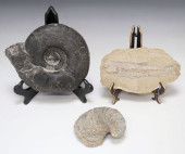 (3) GEOLOGICAL FOSSIL SPECIMEN