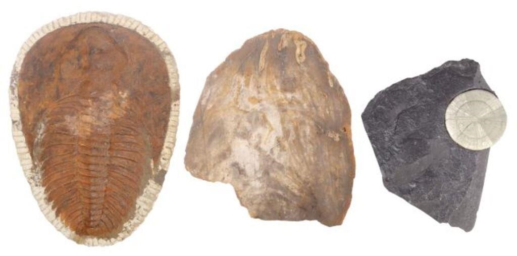 (3) GEOLOGICAL SPECIMENS &
