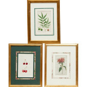 (3) HAND-COLORED BOTANICAL PRI