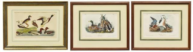 3) HAND-COLORED ORNITHOLOGY