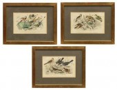 (3) J. STEWART ORNITHOLOGY ENG