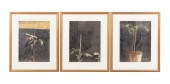 3 JEAN-PIERRE BOURQUIN "PLANT