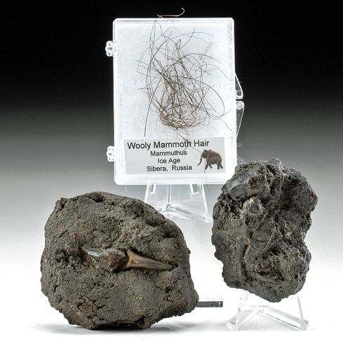 3 LA BREA TAR FOSSILS: INSECTS,