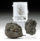3 LA BREA TAR FOSSILS: INSECTS