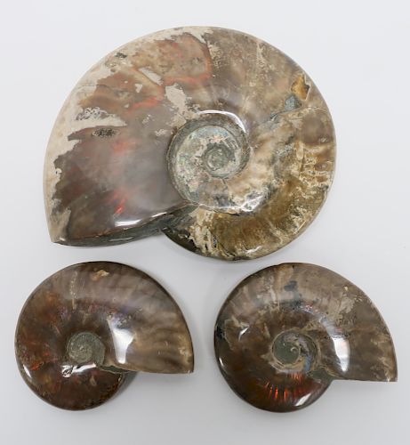 3 MADAGASCAR RAINBOW AMMONITE